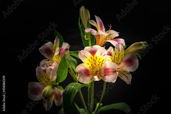 Obraz Alstroemeria, close-up, macro.