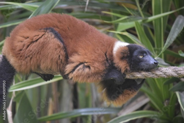 Fototapeta Close up portrait of cute red-ruffed lemur sitting on tree. The Red Ruffed Lemur is one of the most striking and recognizable lemur species, native to the northeastern rainforests of Madagascar.