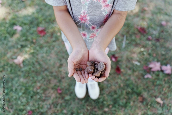 Obraz person holding acorns