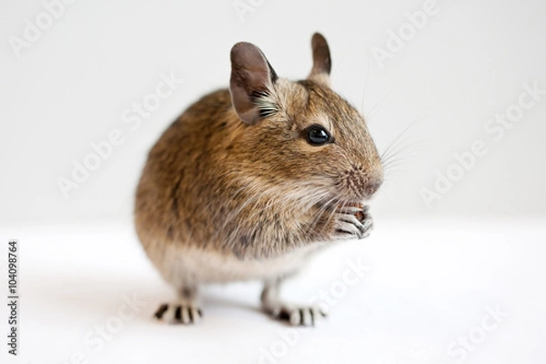 Obraz degu