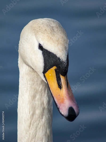 Fototapeta łabędź