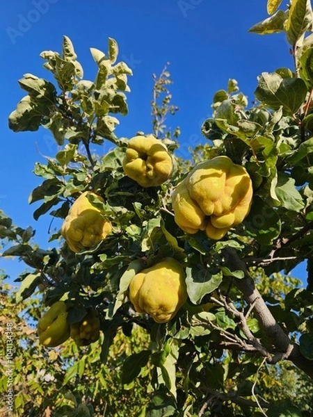 Fototapeta apples on tree