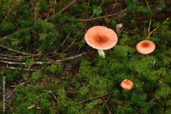 Obraz キノコと苔の森