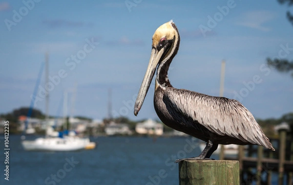 Fototapeta Pelican