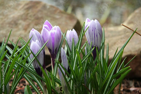 Fototapeta Krokusse