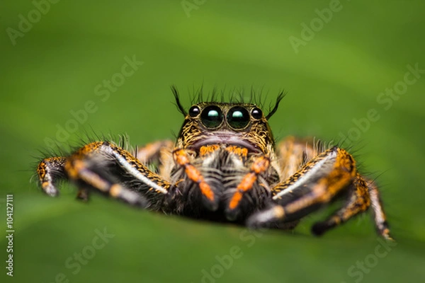 Obraz Macro of jumping spider.