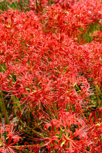 Fototapeta 彼岸花