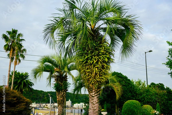 Obraz 青々と育つソテツの木。大きなパインのようです。