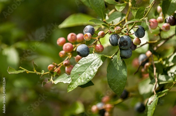 Fototapeta Blueberry Bush