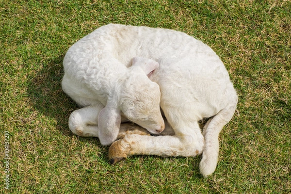 Obraz Sweet dreams lamb 