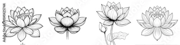 Fototapeta Asian Multi-Petalled Water Lily head realistic monochrome graphic sketch on white background. For tattoo, coloring book.
