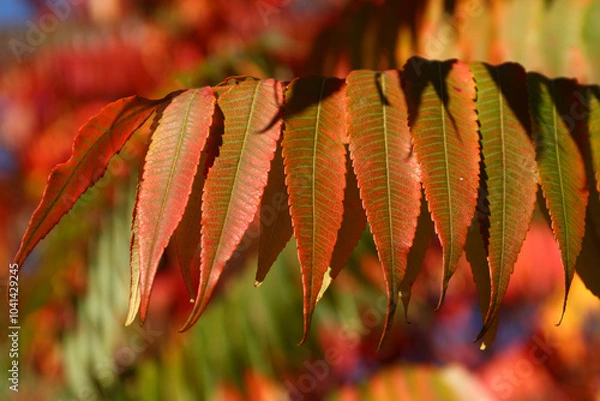 Obraz Staghorn sumac bushes in vivid autumn colours. Red and gold Rhus Typhina leaves closeup in afternoon sunlight.