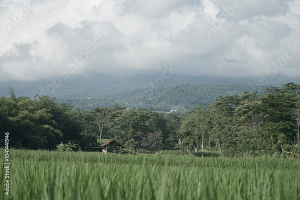 Fototapeta views of expansive rice fields with clear and beautiful skies