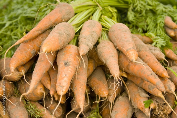Obraz carrots