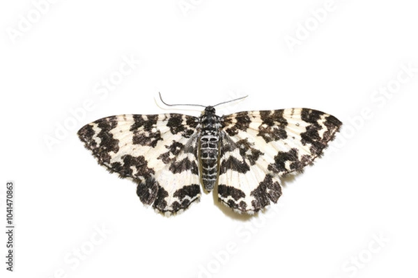 Fototapeta The argent and sable moth Rheumaptera hastata isolated on white background
