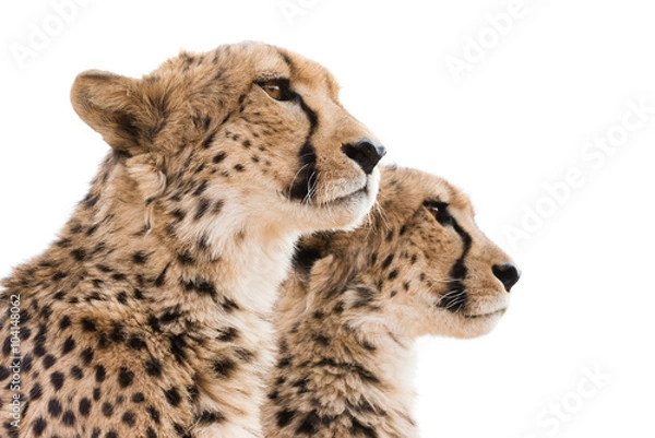 Obraz Cheetahs Portrait white background