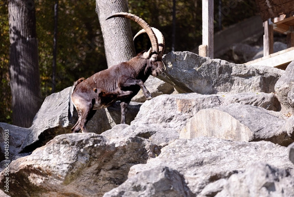 Obraz Steinbock in den Alpen