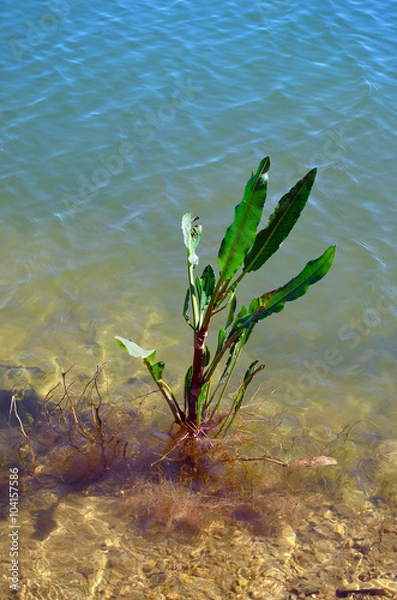 Obraz plant dock leaf on a lake