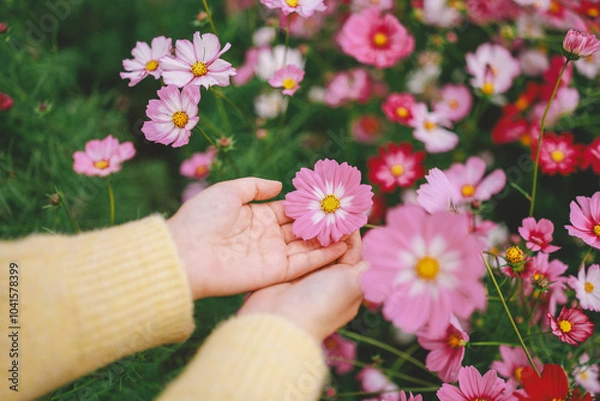 Obraz 코스모스를 손안에