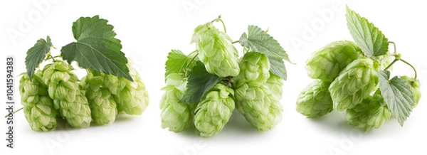 Fototapeta set of green hops isolated on a white background
