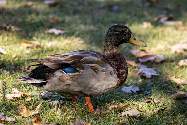 Obraz duck on the grass