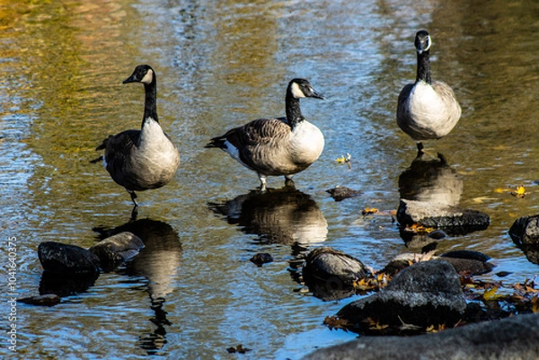 Obraz canadian geese reflected in water
