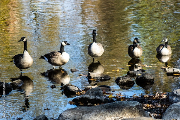 Obraz geese reflected in water