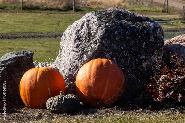 Obraz pumpkins on the ground