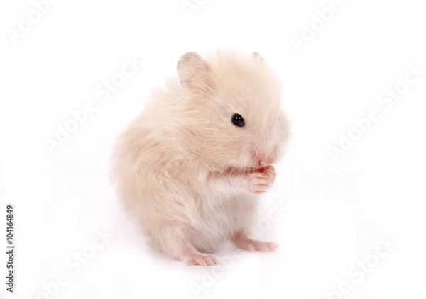 Fototapeta Hamster  on a white background