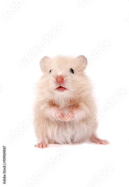 Obraz Hamster  on a white background