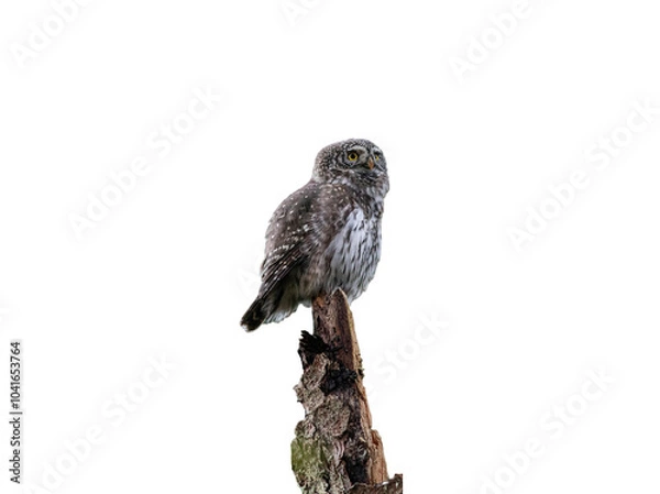 Fototapeta Close-Up Shot of a Eurasian Pygmy Owl