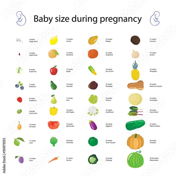 Obraz Infographic about baby size during pregnancy comparing with diff