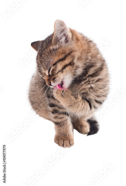 Fototapeta The cat washes its face