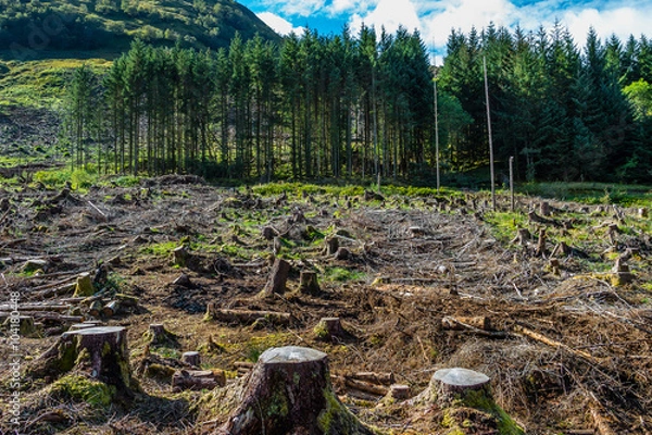 Obraz Eksploatacja pach lasów sosnowych