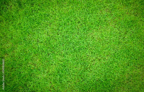 Obraz Natural green Japanese Lawn Grass floor,  top view background texture concept.