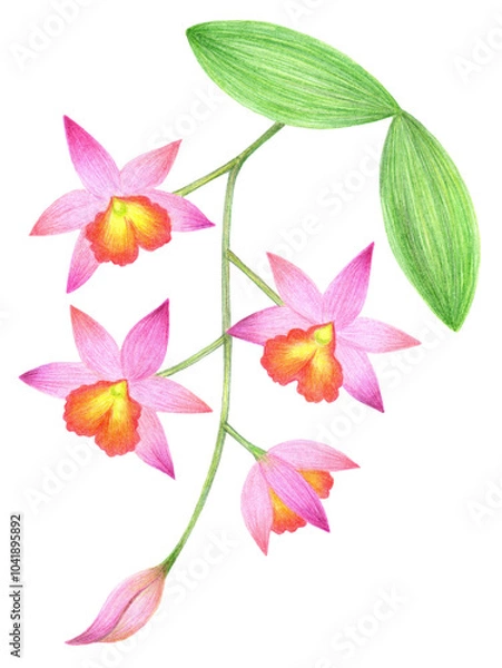 Fototapeta Branch with flowers of pink orchid Cattleya phalaenopsis, colorful hand-drawn sketch with colored pencils for design of postcards, posters, surfaces.