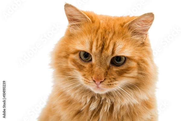 Fototapeta red cat isolated