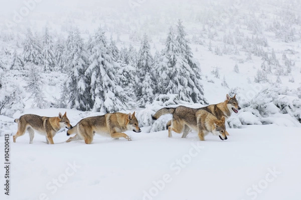 Obraz Wolves in the snow