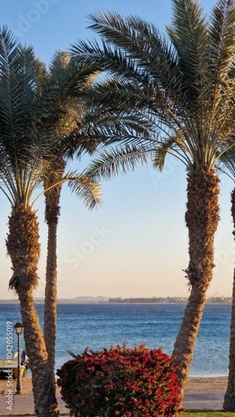 Fototapeta palms
