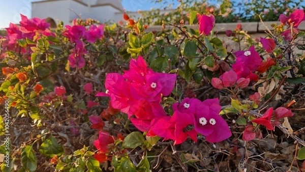Obraz garden flowers