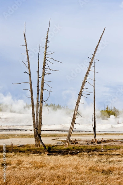 Obraz Dead Trees in Geothermal Landscape