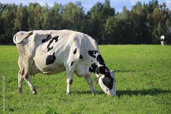 Fototapeta A black-and-white cow is grazing in a green field with a forest in the background.
