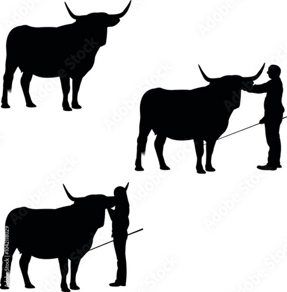 Fototapeta American White Park Cow Show Vector, Livestock Judging Vector, Farm Girl Boy Vector, 4-H, FFA Show - Vector Art 