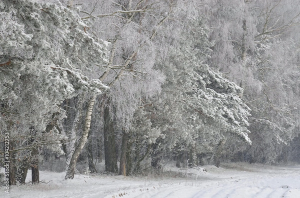 Fototapeta Śnieg pada