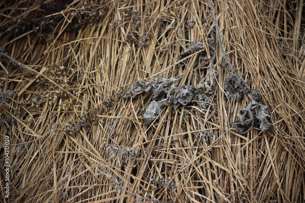 Obraz Dry brown grass in autumn field closeup