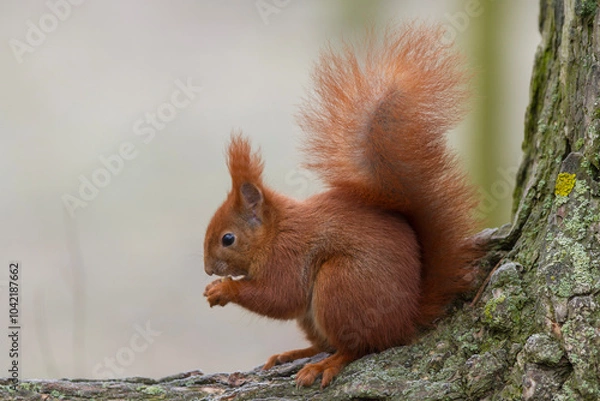 Obraz Wiewiórka pospolita (Sciurus vulgaris)