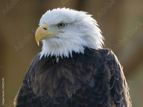 Fototapeta bald eagle portrait