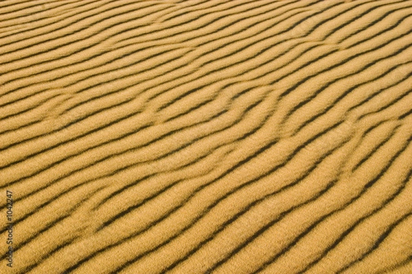 Fototapeta sand dune ribs