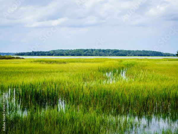 Obraz Low Country Marsh