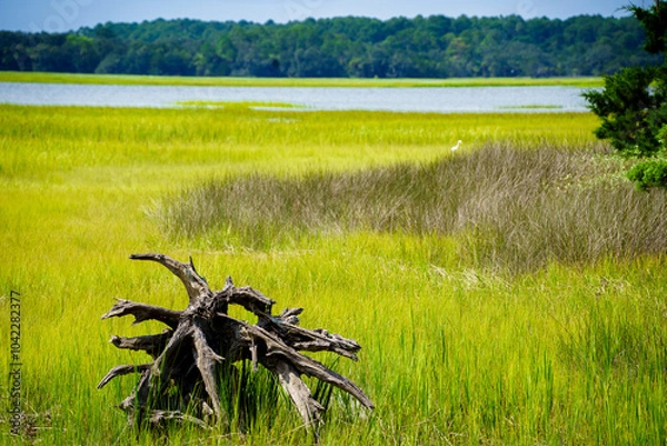Obraz Low Country Marsh